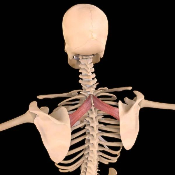 3D İllüstrasyon, Kas yumuşak bir dokudur, kas hücreleri proteinleri içerir ve hücrenin uzunluğunu ve şeklini değiştiren bir kasılma üretir. Güç ve hareket üretmek için kas fonksiyonları.