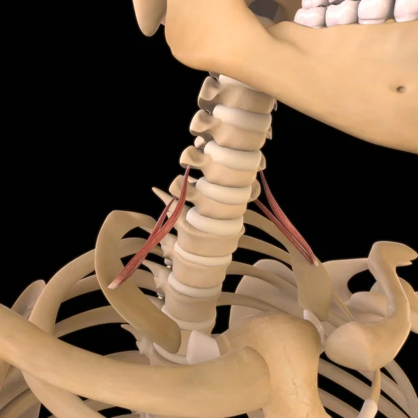 3D İllüstrasyon, Kas yumuşak bir dokudur, kas hücreleri proteinleri içerir ve hücrenin uzunluğunu ve şeklini değiştiren bir kasılma üretir. Güç ve hareket üretmek için kas fonksiyonları.