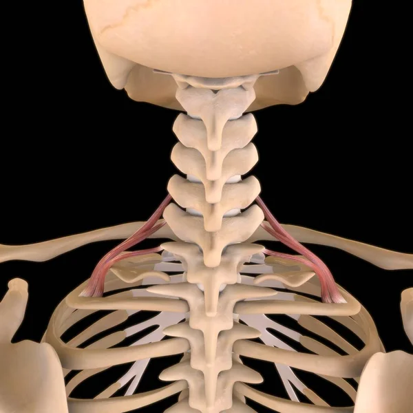 Ilustración Músculo Tejido Blando Las Células Musculares Contienen Proteínas Produciendo —  Fotos de Stock