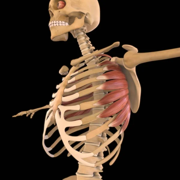 3D İllüstrasyon, Kas yumuşak bir dokudur, kas hücreleri proteinleri içerir ve hücrenin uzunluğunu ve şeklini değiştiren bir kasılma üretir. Güç ve hareket üretmek için kas fonksiyonları.