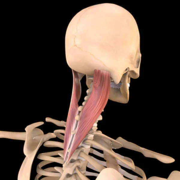 3D İllüstrasyon, Kas yumuşak bir dokudur, kas hücreleri proteinleri içerir ve hücrenin uzunluğunu ve şeklini değiştiren bir kasılma üretir. Güç ve hareket üretmek için kas fonksiyonları.