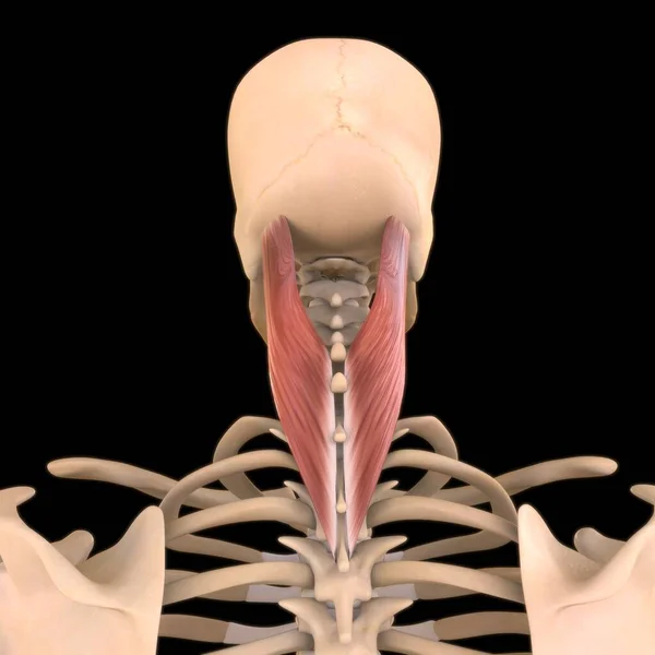 3D İllüstrasyon, Kas yumuşak bir dokudur, kas hücreleri proteinleri içerir ve hücrenin uzunluğunu ve şeklini değiştiren bir kasılma üretir. Güç ve hareket üretmek için kas fonksiyonları.