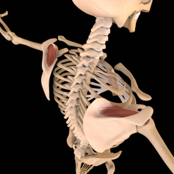 3D İllüstrasyon, Kas yumuşak bir dokudur, kas hücreleri proteinleri içerir ve hücrenin uzunluğunu ve şeklini değiştiren bir kasılma üretir. Güç ve hareket üretmek için kas fonksiyonları.