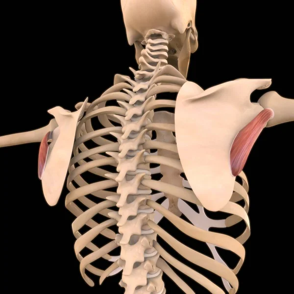 3D Illustration, Muscle is a soft tissue, Muscle cells contain proteins , producing a contraction that changes both the length and the shape of the cell. Muscles function to produce force and motion.