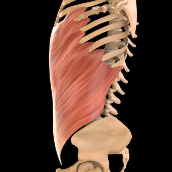 三维说明 肌肉是一个软组织 肌肉细胞包含蛋白质 产生收缩 改变细胞的长度和形状 肌肉的作用是产生力量和运动 — 图库照片
