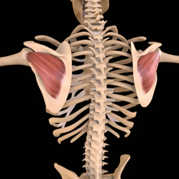 3D İllüstrasyon, Kas yumuşak bir dokudur, kas hücreleri proteinleri içerir ve hücrenin uzunluğunu ve şeklini değiştiren bir kasılma üretir. Güç ve hareket üretmek için kas fonksiyonları.