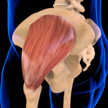 3D İllüstrasyon, Kas yumuşak bir dokudur, kas hücreleri proteinleri içerir ve hücrenin uzunluğunu ve şeklini değiştiren bir kasılma üretir. Güç ve hareket üretmek için kas fonksiyonları.