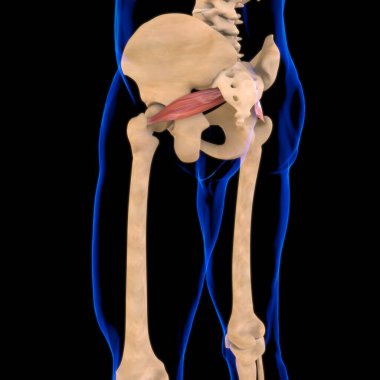 3D İllüstrasyon, Kas yumuşak bir dokudur, kas hücreleri proteinleri içerir ve hücrenin uzunluğunu ve şeklini değiştiren bir kasılma üretir. Güç ve hareket üretmek için kas fonksiyonları.