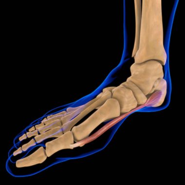 3D İllüstrasyon, Kas yumuşak bir dokudur, kas hücreleri proteinleri içerir ve hücrenin uzunluğunu ve şeklini değiştiren bir kasılma üretir. Güç ve hareket üretmek için kas fonksiyonları.