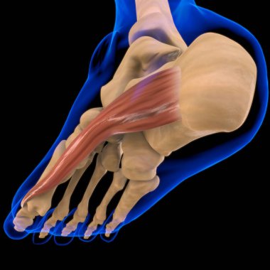 3D İllüstrasyon, Kas yumuşak bir dokudur, kas hücreleri proteinleri içerir ve hücrenin uzunluğunu ve şeklini değiştiren bir kasılma üretir. Güç ve hareket üretmek için kas fonksiyonları.