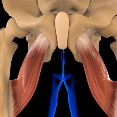 3D İllüstrasyon, Kas yumuşak bir dokudur, kas hücreleri proteinleri içerir ve hücrenin uzunluğunu ve şeklini değiştiren bir kasılma üretir. Güç ve hareket üretmek için kas fonksiyonları.