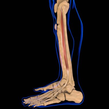 3D İllüstrasyon, Kas yumuşak bir dokudur, kas hücreleri proteinleri içerir ve hücrenin uzunluğunu ve şeklini değiştiren bir kasılma üretir. Güç ve hareket üretmek için kas fonksiyonları.