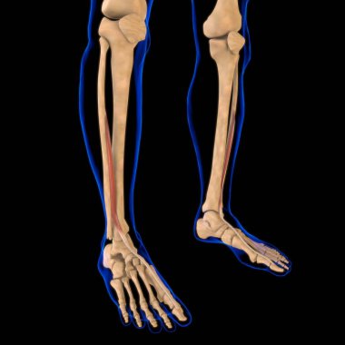 3D İllüstrasyon, Kas yumuşak bir dokudur, kas hücreleri proteinleri içerir ve hücrenin uzunluğunu ve şeklini değiştiren bir kasılma üretir. Güç ve hareket üretmek için kas fonksiyonları.