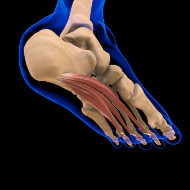 3D İllüstrasyon, Kas yumuşak bir dokudur, kas hücreleri proteinleri içerir ve hücrenin uzunluğunu ve şeklini değiştiren bir kasılma üretir. Güç ve hareket üretmek için kas fonksiyonları.