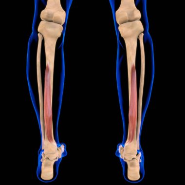 3D İllüstrasyon, Kas yumuşak bir dokudur, kas hücreleri proteinleri içerir ve hücrenin uzunluğunu ve şeklini değiştiren bir kasılma üretir. Güç ve hareket üretmek için kas fonksiyonları.