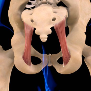 3D İllüstrasyon, Kas yumuşak bir dokudur, kas hücreleri proteinleri içerir ve hücrenin uzunluğunu ve şeklini değiştiren bir kasılma üretir. Güç ve hareket üretmek için kas fonksiyonları.