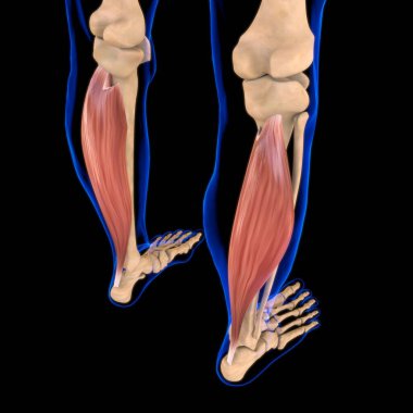3D İllüstrasyon, Kas yumuşak bir dokudur, kas hücreleri proteinleri içerir ve hücrenin uzunluğunu ve şeklini değiştiren bir kasılma üretir. Güç ve hareket üretmek için kas fonksiyonları.