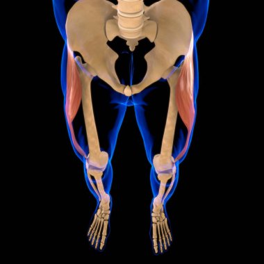 3D İllüstrasyon, Kas yumuşak bir dokudur, kas hücreleri proteinleri içerir ve hücrenin uzunluğunu ve şeklini değiştiren bir kasılma üretir. Güç ve hareket üretmek için kas fonksiyonları.