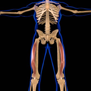 3D İllüstrasyon, Kas yumuşak bir dokudur, kas hücreleri proteinleri içerir ve hücrenin uzunluğunu ve şeklini değiştiren bir kasılma üretir. Güç ve hareket üretmek için kas fonksiyonları.