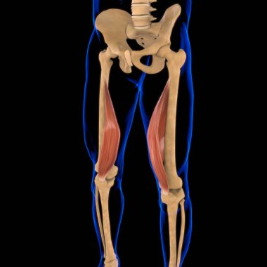 3D Illustration, Muscle is a soft tissue, Muscle cells contain proteins , producing a contraction that changes both the length and the shape of the cell. Muscles function to produce force and motion. clipart