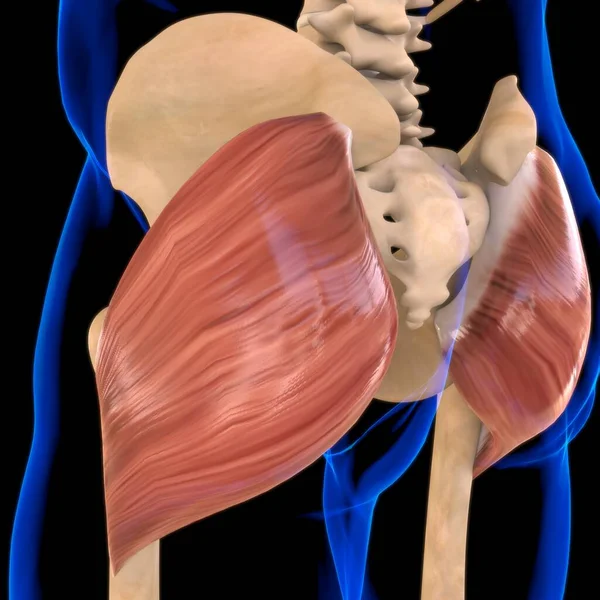 3D İllüstrasyon, Kas yumuşak bir dokudur, kas hücreleri proteinleri içerir ve hücrenin uzunluğunu ve şeklini değiştiren bir kasılma üretir. Güç ve hareket üretmek için kas fonksiyonları.