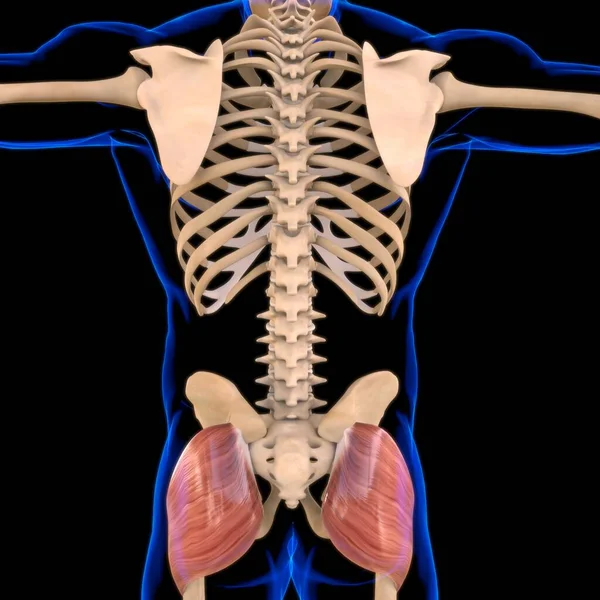 3Dイラスト 筋肉は柔らかい組織であり 筋肉細胞にはタンパク質が含まれており 細胞の長さと形状を変化させる収縮を生み出します 力と動きを生み出す筋肉機能 — ストック写真