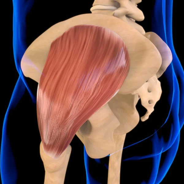 3D Illustration, Muscle is a soft tissue, Muscle cells contain proteins , producing a contraction that changes both the length and the shape of the cell. Muscles function to produce force and motion.