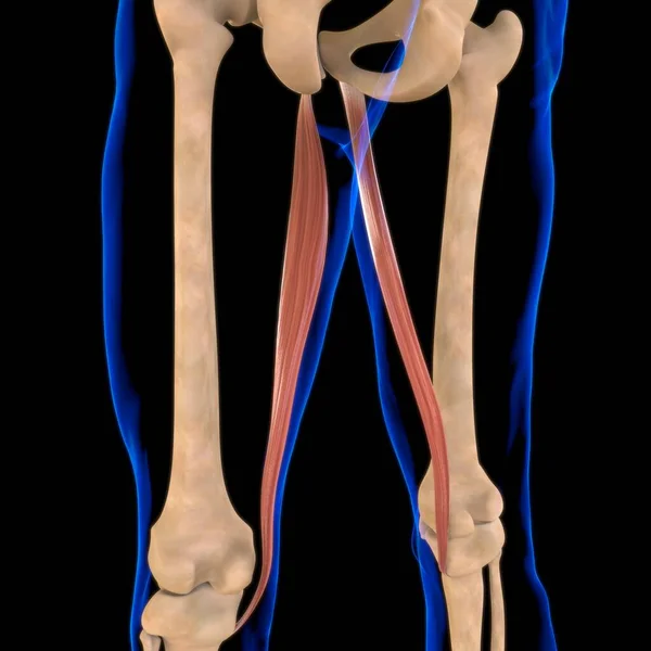 Ilustração Músculo Tecido Mole Células Musculares Contêm Proteínas Produzindo Uma — Fotografia de Stock