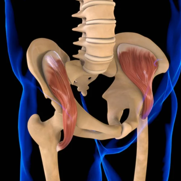 3D İllüstrasyon, Kas yumuşak bir dokudur, kas hücreleri proteinleri içerir ve hücrenin uzunluğunu ve şeklini değiştiren bir kasılma üretir. Güç ve hareket üretmek için kas fonksiyonları.