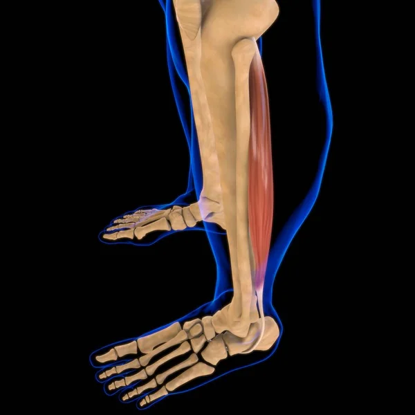 Ilustración Músculo Tejido Blando Las Células Musculares Contienen Proteínas Produciendo —  Fotos de Stock