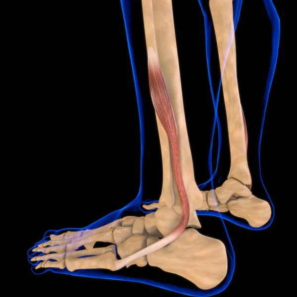 3D İllüstrasyon, Kas yumuşak bir dokudur, kas hücreleri proteinleri içerir ve hücrenin uzunluğunu ve şeklini değiştiren bir kasılma üretir. Güç ve hareket üretmek için kas fonksiyonları.