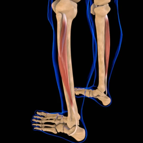 Ilustração Músculo Tecido Mole Células Musculares Contêm Proteínas Produzindo Uma — Fotografia de Stock