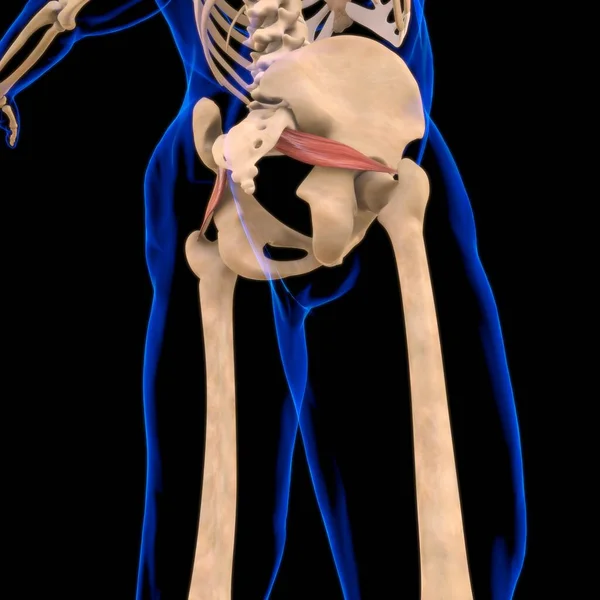 Illustration Muskel Ist Ein Weichgewebe Muskelzellen Enthalten Proteine Die Eine — Stockfoto