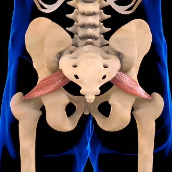 3D İllüstrasyon, Kas yumuşak bir dokudur, kas hücreleri proteinleri içerir ve hücrenin uzunluğunu ve şeklini değiştiren bir kasılma üretir. Güç ve hareket üretmek için kas fonksiyonları.