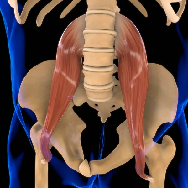 3D İllüstrasyon, Kas yumuşak bir dokudur, kas hücreleri proteinleri içerir ve hücrenin uzunluğunu ve şeklini değiştiren bir kasılma üretir. Güç ve hareket üretmek için kas fonksiyonları.
