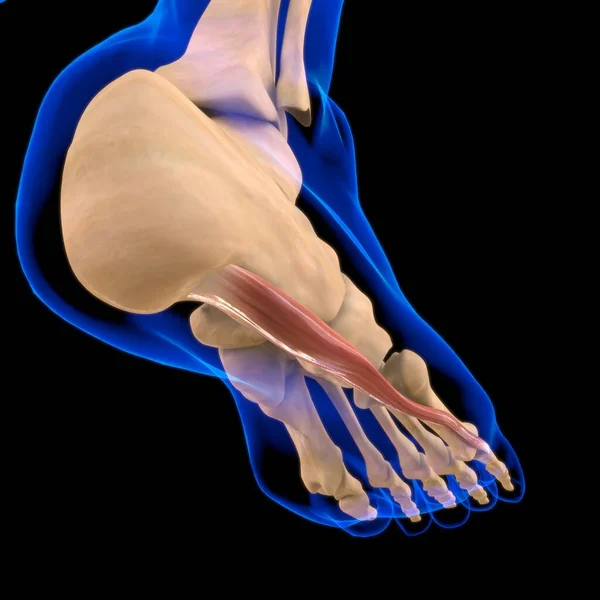 3D İllüstrasyon, Kas yumuşak bir dokudur, kas hücreleri proteinleri içerir ve hücrenin uzunluğunu ve şeklini değiştiren bir kasılma üretir. Güç ve hareket üretmek için kas fonksiyonları.