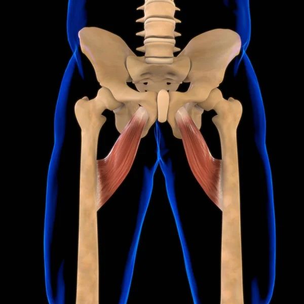 Ilustración Músculo Tejido Blando Las Células Musculares Contienen Proteínas Produciendo —  Fotos de Stock