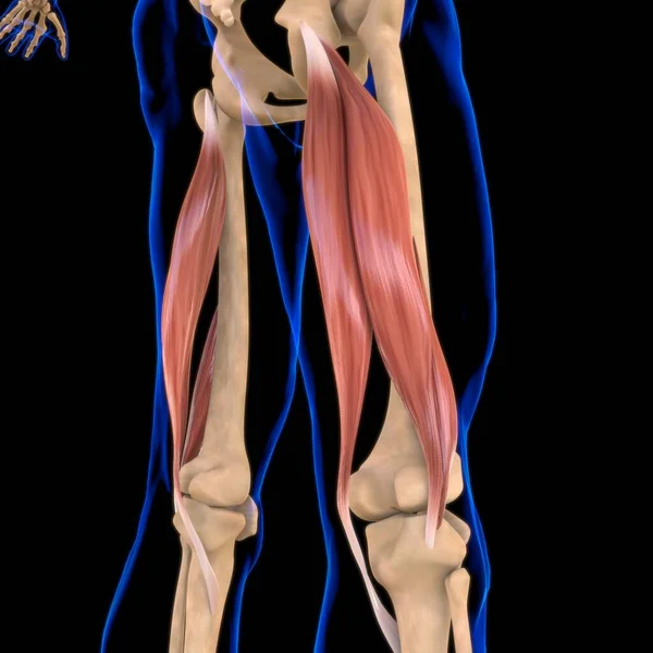 3Dイラスト 筋肉は柔らかい組織であり 筋肉細胞にはタンパク質が含まれており 細胞の長さと形状を変化させる収縮を生み出します 力と動きを生み出す筋肉機能 — ストック写真