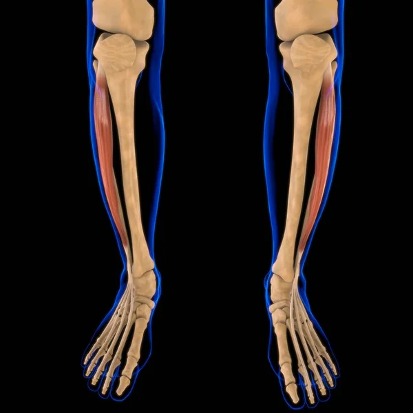 Ilustração Músculo Tecido Mole Células Musculares Contêm Proteínas Produzindo Uma — Fotografia de Stock