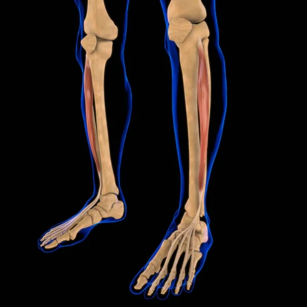 Ilustração Músculo Tecido Mole Células Musculares Contêm Proteínas Produzindo Uma — Fotografia de Stock