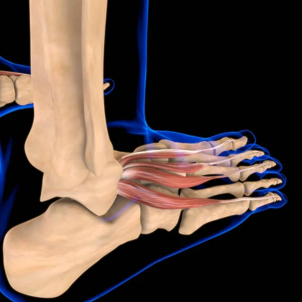 3D İllüstrasyon, Kas yumuşak bir dokudur, kas hücreleri proteinleri içerir ve hücrenin uzunluğunu ve şeklini değiştiren bir kasılma üretir. Güç ve hareket üretmek için kas fonksiyonları.