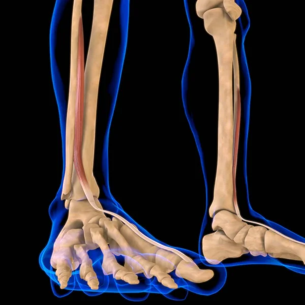 Ilustración Músculo Tejido Blando Las Células Musculares Contienen Proteínas Produciendo — Foto de Stock