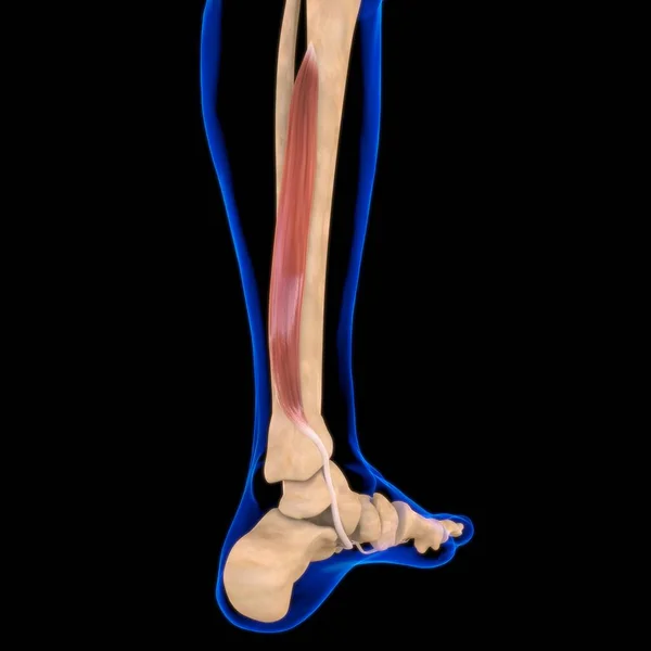 Ilustración Músculo Tejido Blando Las Células Musculares Contienen Proteínas Produciendo —  Fotos de Stock