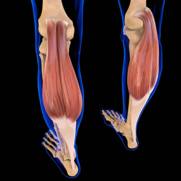 Ilustração Músculo Tecido Mole Células Musculares Contêm Proteínas Produzindo Uma — Fotografia de Stock