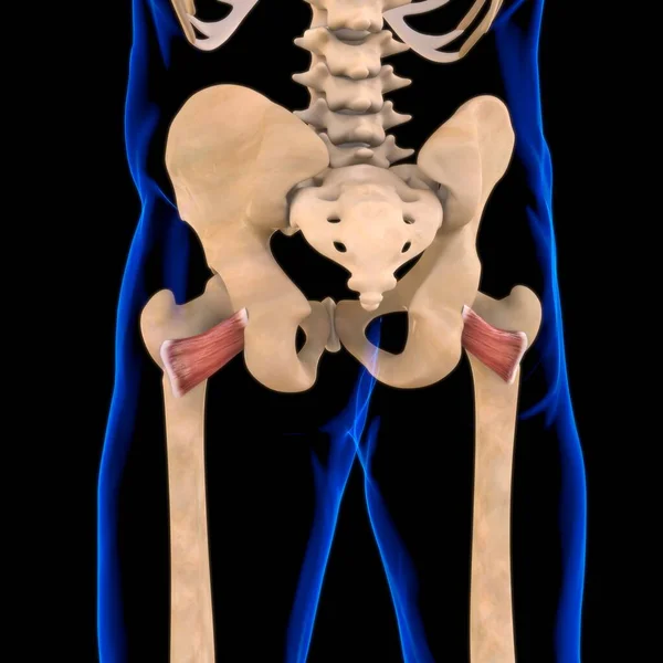 3Dイラスト 筋肉は柔らかい組織であり 筋肉細胞にはタンパク質が含まれており 細胞の長さと形状を変化させる収縮を生み出します 力と動きを生み出す筋肉機能 — ストック写真