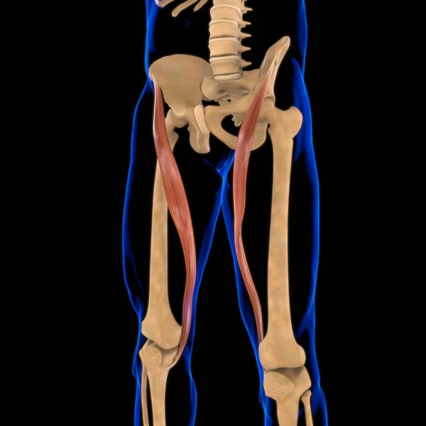 Ilustração Músculo Tecido Mole Células Musculares Contêm Proteínas Produzindo Uma — Fotografia de Stock