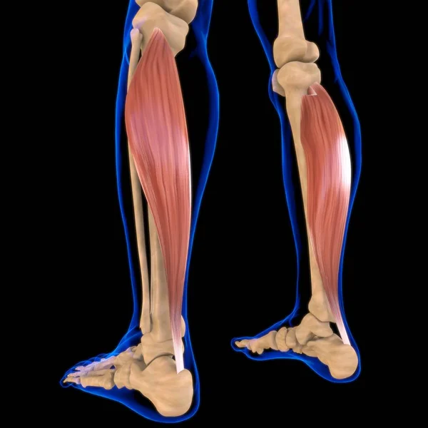 3D İllüstrasyon, Kas yumuşak bir dokudur, kas hücreleri proteinleri içerir ve hücrenin uzunluğunu ve şeklini değiştiren bir kasılma üretir. Güç ve hareket üretmek için kas fonksiyonları.