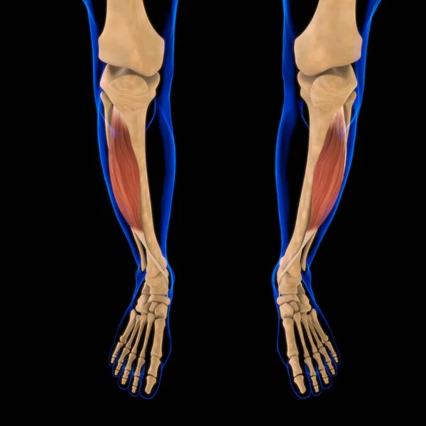 3D İllüstrasyon, Kas yumuşak bir dokudur, kas hücreleri proteinleri içerir ve hücrenin uzunluğunu ve şeklini değiştiren bir kasılma üretir. Güç ve hareket üretmek için kas fonksiyonları.