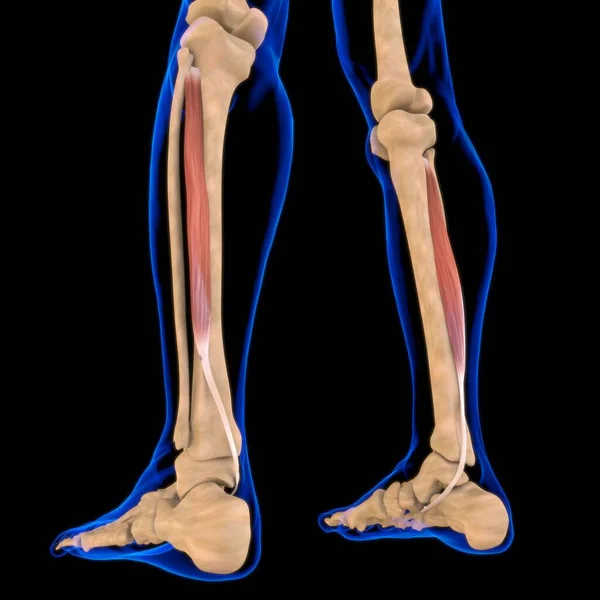3D İllüstrasyon, Kas yumuşak bir dokudur, kas hücreleri proteinleri içerir ve hücrenin uzunluğunu ve şeklini değiştiren bir kasılma üretir. Güç ve hareket üretmek için kas fonksiyonları.