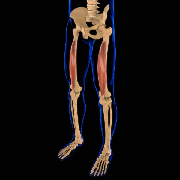 Illustration Muscle Soft Tissue Muscle Cells Contain Proteins Producing Contraction — стоковое фото